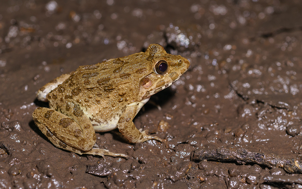 Asian Brackish Frog